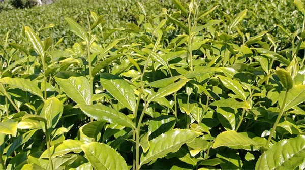 ニジェリア野菜を日本の夏で育てるコツとおすすめ5選