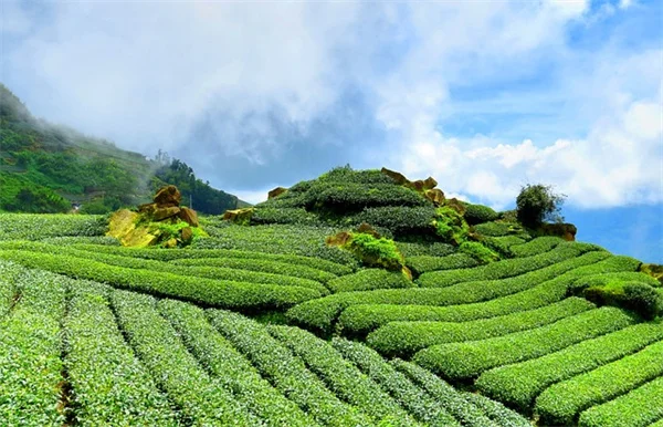 USDAゾーン10で育てるべき植物10選 | 庭を華やかにするおすすめリスト