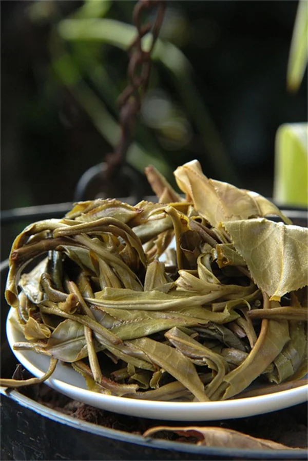 观叶植物の间接光、轻松做到！理想的な光环境の作り方