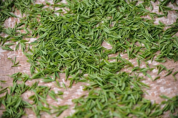 冬の観葉植物の害虫をハーブで撃退！簡単な育て方と効果