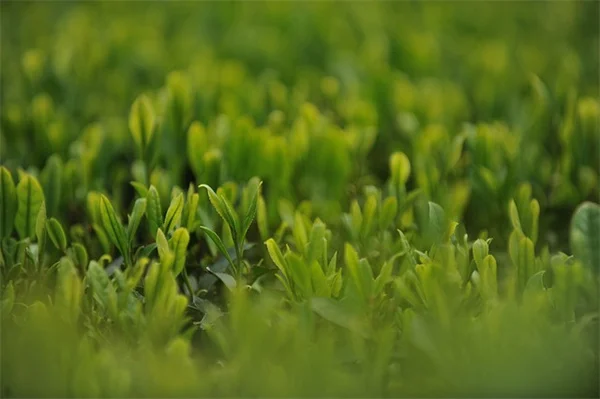 節約になる野菜5選！家庭菜園で食費を約3割削減する実際のコスト比較