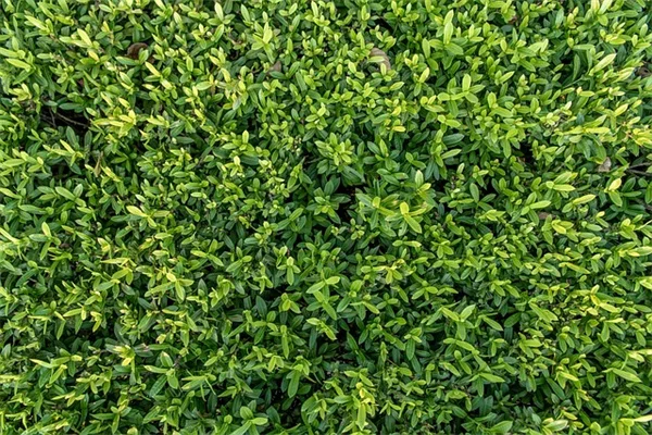 カラテア冬越し完全ガイド、失敗しない3つのコツ